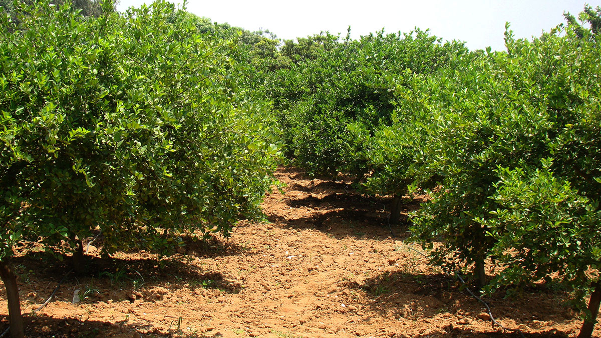 Lemon Plantation